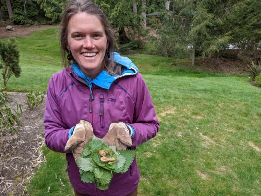 Pybus University Presents: Wild Foraging for Nettles