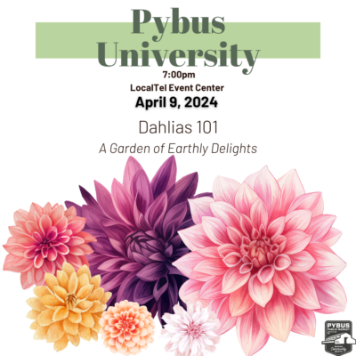 Pybus University - Dahlia 101