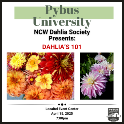 Pybus University - Dahlia's 101